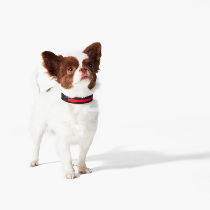 Módní elegance pro mazlíčky: Objevte stylové doplňky od světoznámých značek