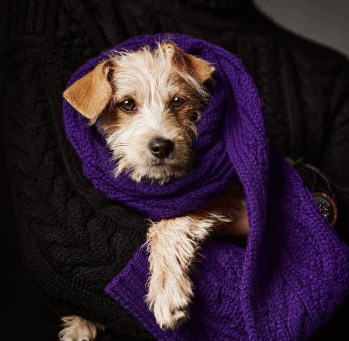 Ralph Lauren do své sváteční kampaně zapojil i roztomilého pejska.