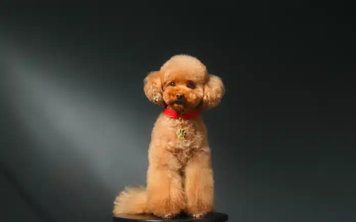 Dolce&Gabbana psí parfém