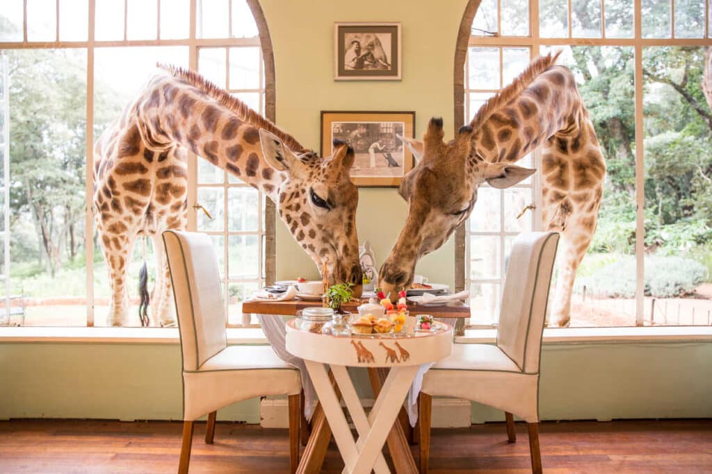 Giraffe Manor snídaně s žirafami